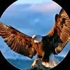 svids85