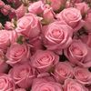jasniza_shaidin76