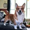 maxcorgi69