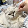 syalala_75