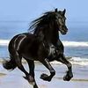 abdulaziz_4590