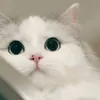 tuan.tu12345