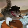turkeynutkin