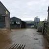 cowsandmetal