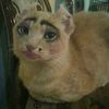 sheva.lendra