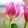 aashiashsarao27