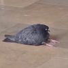 chunky._.pigeon