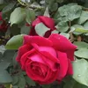 nurin_razeta