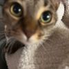 catsaidno