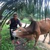 KANDAR 🐮🐄🥰
