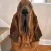 waltuko