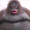 noticemesirmonke