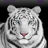 white_tiger_86