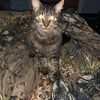 kingmeowmeow