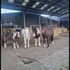 4poniesandme