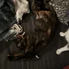 williambarrett_07