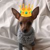 princitheprincedog