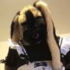 noigeldog