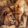 Badshah ✨🦁♥️👑