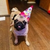 bonu_pug