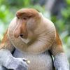 thebigchungusamongus