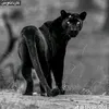 a7aaa_zrary