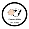 Ponyo Goldfish