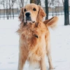 goldenretriever_27