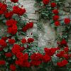saeedanwar812