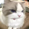 choi_cho_vui_