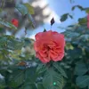 cindy_cln1109