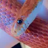 rose_the_cornsnake