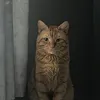 soinnocentshivly