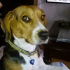 robertofranjo