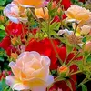 abirwarda