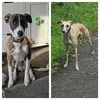 jbdogsandferrets