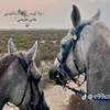 hamza2985