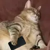 zxc_anakonda