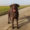 labrador_chira