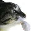 nomnomxias