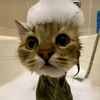 xjjll_kitty