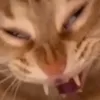 willhoexd