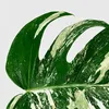 frolicswithfoliage