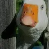 gagg71