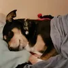 maverickrose