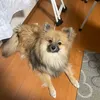 acechonbo224