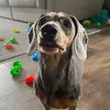 ivythedachshund2
