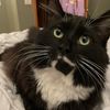 takesfrom_thetuxedos