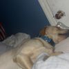 isitgreyson