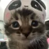 urkittygfsstuff